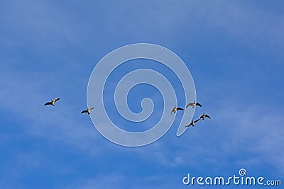 Five geese in flight with spread wings on a blue sky - Branta canadensis Stock Photo