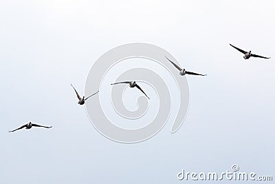 Five Geese Flying Stock Photo