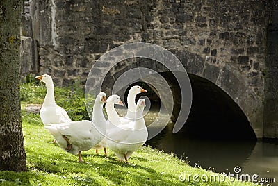 Five geese on grass Stock Photo