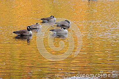Five geese on a lake Stock Photo