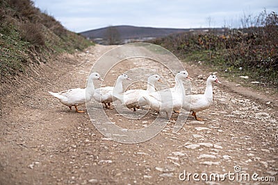 Five geese on the road in the village Stock Photo