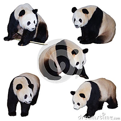 Five giant panda poses Stock Photo