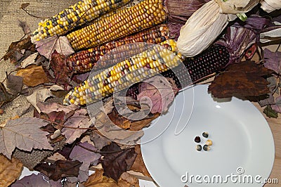 Five Grains of Pilgrim Corn Stock Photo