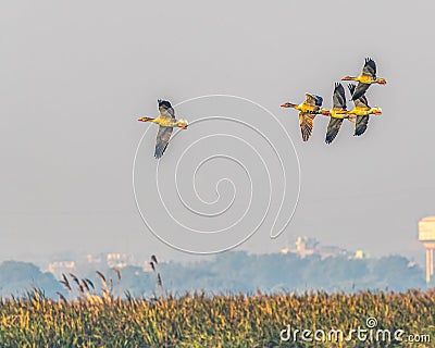 Five Greylag goose in flight Stock Photo