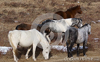 A Peaceful Herd of Grazing Horses Stock Photo