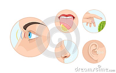 Five human feelings circle set. Sight, smell, touch, hearing and taste senses. Anatomy sensory Stock Photo