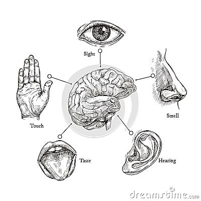 Five human senses. Sketch mouth and eye, nose and ear, hand and brain. Doodle body part vector set Vector Illustration