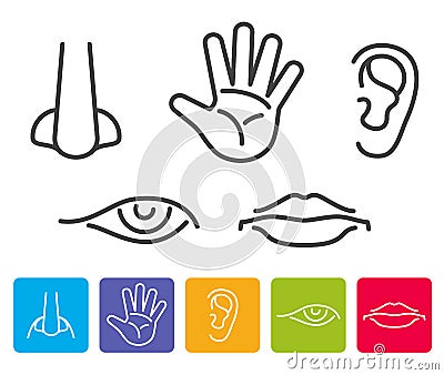 Five human senses smell, sight, hearing, taste, touch vector icons Vector Illustration