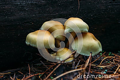 five inedible mushrooms on a dark background in pine needles Stock Photo
