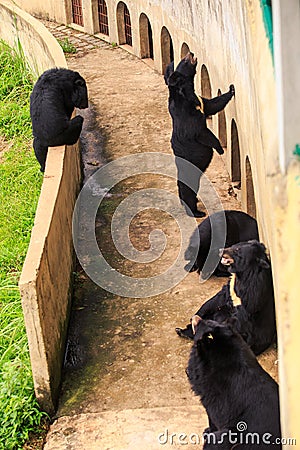 Black Bears Sit Stand Lie at Barrier by Wall in Zoo Stock Photo