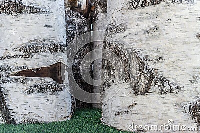 Five large round birch logs stand on the grass. View from above. Stock Photo