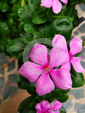 Five leaf pink flower macro photo Stock Photo