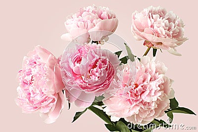 Five light pink peony flowers isolated on pink background. Stock Photo
