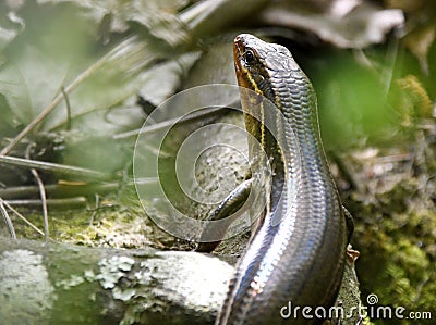 Five lined skink lizard in the woods at Phinizy Swamp Nature Park Stock Photo