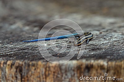 Five-lined skink on tree stump Stock Photo