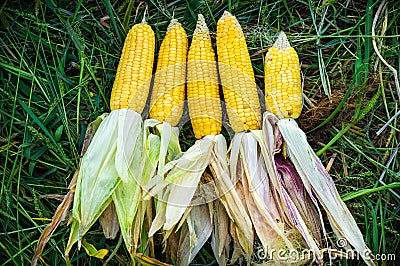Five mature yellow cob of sweet corn on the field. Collect corn crop. Harvesting. Autumn activities Stock Photo