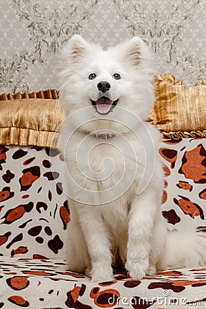 A five month old Samoyed puppy sits on sofa with golden pillows behind him Stock Photo