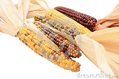 Five multicoloured ornamental flint corn cobs arranged diagonally Stock Photo