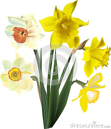 Five narcissus flowers isolated on white Vector Illustration