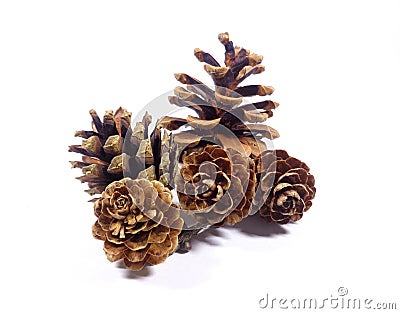 Five natural pine cones isolated on white background Stock Photo