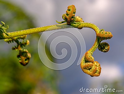 Five new unrolled eagle fern fronds Stock Photo