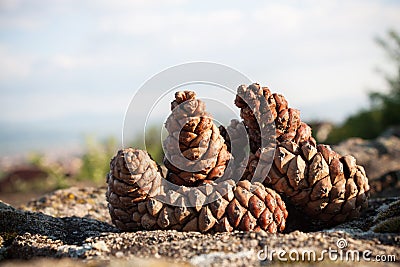 Five Pinecones on Stones with a background of sky. Stock Photo