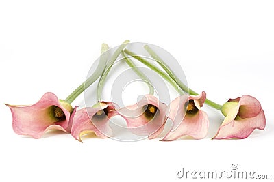 Five pink flowers Stock Photo