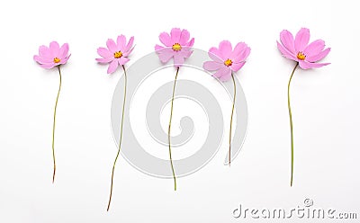 Five pink flowers isolated on white background Stock Photo