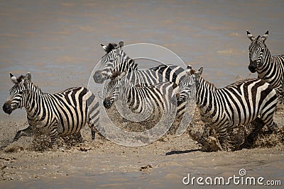 Five plains zebra galloping across shallow lake Stock Photo