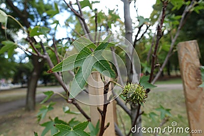 Five-pointed star shaped leaf and hard spiked fruit of American sweetgum Stock Photo