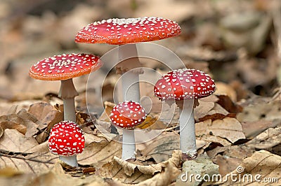 Five red mushrooms fungi Stock Photo