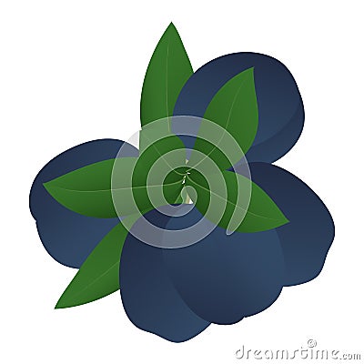 Five ripe plums with leaves. Vector Illustration