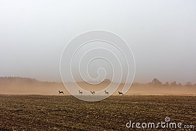 Roe deer running Stock Photo