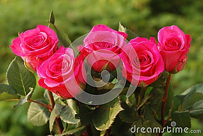 Five scarlet beauty roses Stock Photo