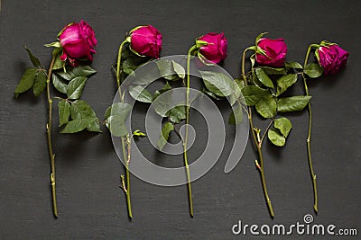 Five scarlet red purple beautiful sluggish and wilted roses lie in a row one after another on a black modern background. The Stock Photo