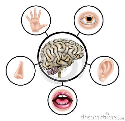 Five senses brain Vector Illustration