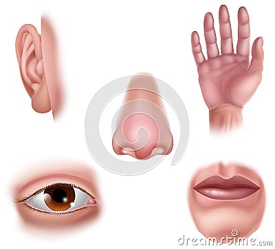 Five Senses Human Body Part Organs Icons Vector Illustration