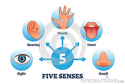 Five senses labeled scheme to receive sensory information vector illustration Vector Illustration