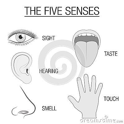 Five Senses Sensory Organs Chart Vector Illustration