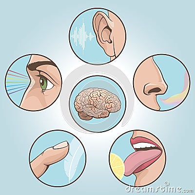 Five senses set Vector Illustration