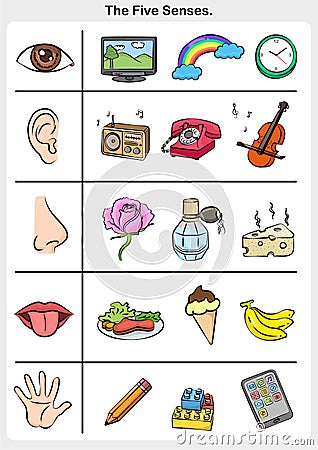 Five senses - touch, taste, hearing, sight, smell. Vector Illustration