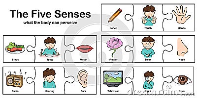 Five senses - touch, taste, hearing, sight, smell. Vector Illustration