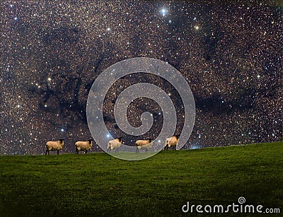 the five sheep admiring the starry sky Stock Photo