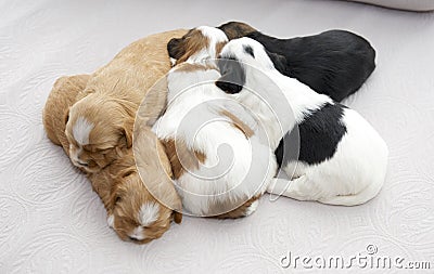 Five small puppies snuggling Stock Photo