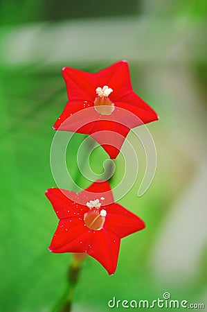 Five-star flower Stock Photo