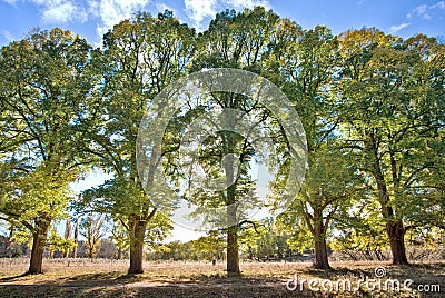 Five tall trees Stock Photo