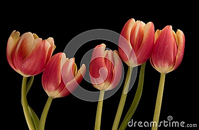 Five tulips Stock Photo