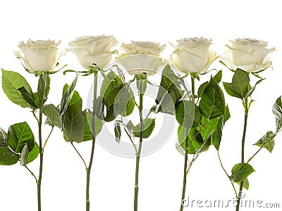 Five white roses Stock Photo