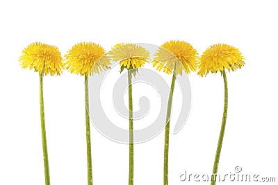 Five yellow dandelion Stock Photo