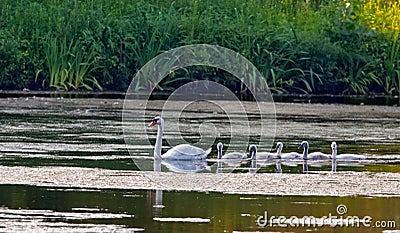 Five young swans and their mother. Stock Photo